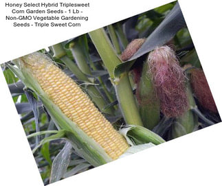 Honey Select Hybrid Triplesweet Corn Garden Seeds - 1 Lb - Non-GMO Vegetable Gardening Seeds - Triple Sweet Corn