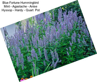 Blue Fortune Hummingbird Mint - Agastache - Anise Hyssop - Hardy - Quart  Pot