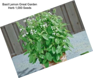 Basil Lemon Great Garden Herb 1,000 Seeds