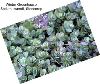 Winter Greenhouse Sedum ewersii, Stonecrop
