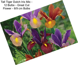 Tall Tiger Dutch Iris Mix - 12 Bulbs - Great Cut Flower - 8/9 cm Bulbs