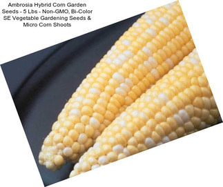 Ambrosia Hybrid Corn Garden Seeds - 5 Lbs - Non-GMO, Bi-Color SE Vegetable Gardening Seeds & Micro Corn Shoots