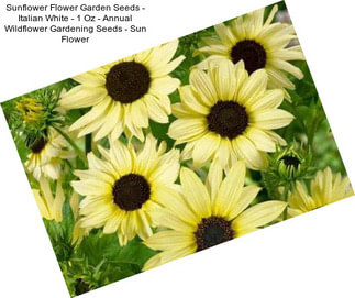 Sunflower Flower Garden Seeds - Italian White - 1 Oz - Annual Wildflower Gardening Seeds - Sun Flower