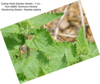 Catnip Herb Garden Seeds - 1 Lb - Non-GMO, Heirloom Herbal Gardening Seeds - Nepeta cataria