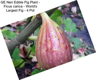 GE Neri Edible Fig Plant - Ficus carica - World\'s Largest Fig - 4\