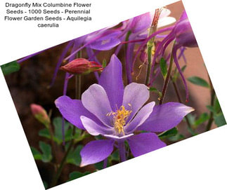 Dragonfly Mix Columbine Flower Seeds - 1000 Seeds - Perennial Flower Garden Seeds - Aquilegia caerulia