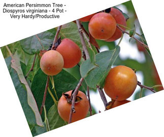 American Persimmon Tree - Diospyros virginiana - 4\