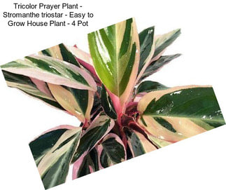 Tricolor Prayer Plant - Stromanthe triostar - Easy to Grow House Plant - 4\