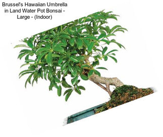 Brussel\'s Hawaiian Umbrella in Land Water Pot Bonsai - Large - (Indoor)