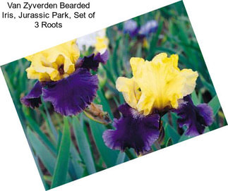 Van Zyverden Bearded Iris, Jurassic Park, Set of 3 Roots