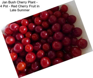 Jan Bush Cherry Plant - 4\