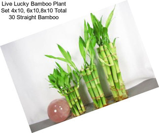 Live Lucky Bamboo Plant Set 4\