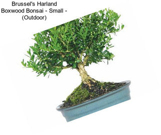 Brussel\'s Harland Boxwood Bonsai - Small - (Outdoor)