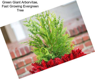 Green Giant Arborvitae, Fast Growing Evergreen Tree