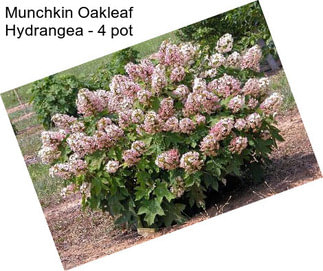 Munchkin Oakleaf Hydrangea - 4\