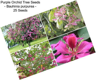 Purple Orchid Tree Seeds - Bauhinia purpurea - 25 Seeds