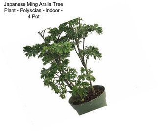 Japanese Ming Aralia Tree Plant - Polyscias - Indoor - 4\