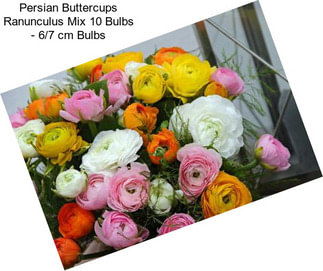 Persian Buttercups Ranunculus Mix 10 Bulbs - 6/7 cm Bulbs