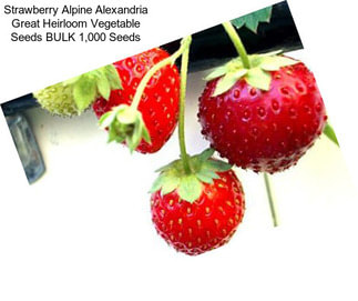 Strawberry Alpine Alexandria Great Heirloom Vegetable Seeds BULK 1,000 Seeds