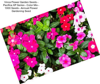 Vinca Flower Garden Seeds - Pacifica XP Series - Color Mix - 1000 Seeds - Annual Flower Gardening Seed