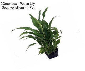 9Greenbox - Peace Lily, Spathyphyllium - 4\