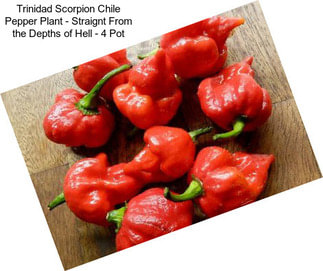 Trinidad Scorpion Chile Pepper Plant - Straignt From the Depths of Hell - 4\