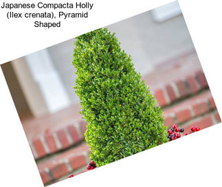 Japanese Compacta Holly (Ilex crenata), Pyramid Shaped