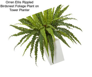 Orren Ellis Rippled Birdsnest Foliage Plant on Tower Planter