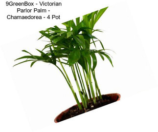 9GreenBox - Victorian Parlor Palm - Chamaedorea - 4\