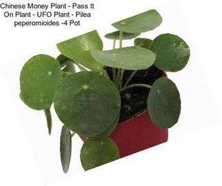 Chinese Money Plant - Pass It On Plant - UFO Plant - Pilea peperomioides -4\