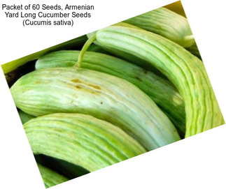 Packet of 60 Seeds, Armenian Yard Long Cucumber Seeds (Cucumis sativa)