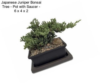 Japanese Juniper Bonsai Tree - Pot with Saucer - 6\