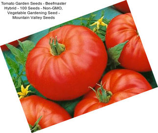 Tomato Garden Seeds - Beefmaster Hybrid - 100 Seeds - Non-GMO, Vegetable Gardening Seed - Mountain Valley Seeds
