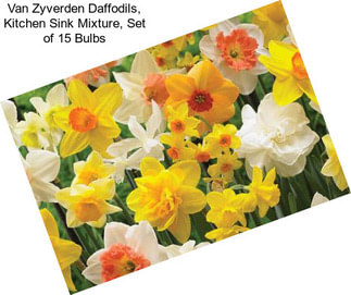 Van Zyverden Daffodils, Kitchen Sink Mixture, Set of 15 Bulbs