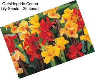 Outsidepride Canna Lily Seeds - 25 seeds