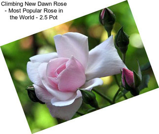 Climbing New Dawn Rose - Most Popular Rose in the World - 2.5\