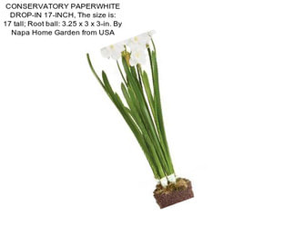 CONSERVATORY PAPERWHITE DROP-IN 17-INCH, The size is: 17 tall; Root ball: 3.25 x 3 x 3-in. By Napa Home Garden from USA