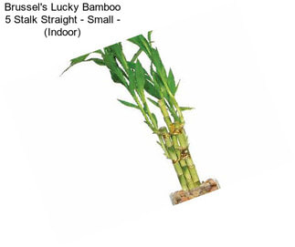 Brussel\'s Lucky Bamboo 5 Stalk Straight - Small - (Indoor)