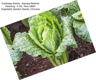 Cabbage Seeds - Nampa Michihli Heading - 4 Oz - Non-GMO Vegetable Garden Seeds, Chinese