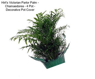 Hirt\'s Victorian Parlor Palm - Chamaedorea - 4\