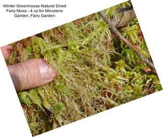 Winter Greenhouse Natural Dried Fairy Moss - 4 oz for Miniature Garden, Fairy Garden