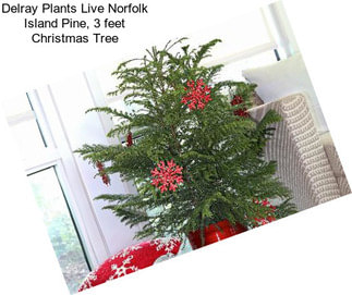 Delray Plants Live Norfolk Island Pine, 3 feet Christmas Tree