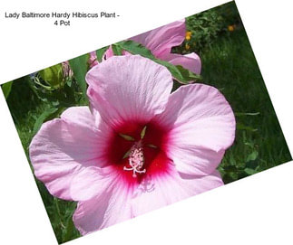 Lady Baltimore Hardy Hibiscus Plant - 4\