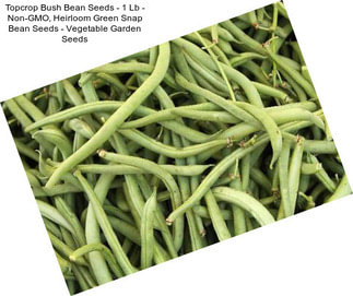 Topcrop Bush Bean Seeds - 1 Lb - Non-GMO, Heirloom Green Snap Bean Seeds - Vegetable Garden Seeds