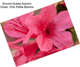 Encore Azalea Autumn Cheer, Pink Petite Blooms