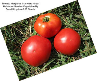 Tomato Marglobe Standard Great Heirloom Garden Vegetable By Seed Kingdom 200 Seeds