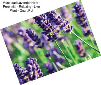 Munstead Lavender Herb - Perennial - Relaxing - Live Plant - Quart Pot