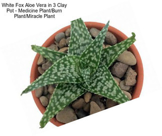 White Fox Aloe Vera in 3\