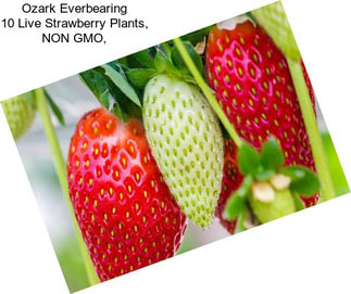 Ozark Everbearing 10 Live Strawberry Plants, NON GMO,