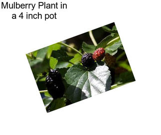 Mulberry Plant in a 4 inch pot
